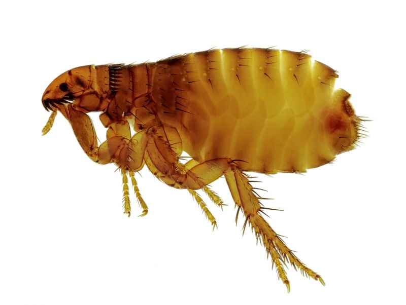 Choosing A Commercial Flea And Tick Control Provider
