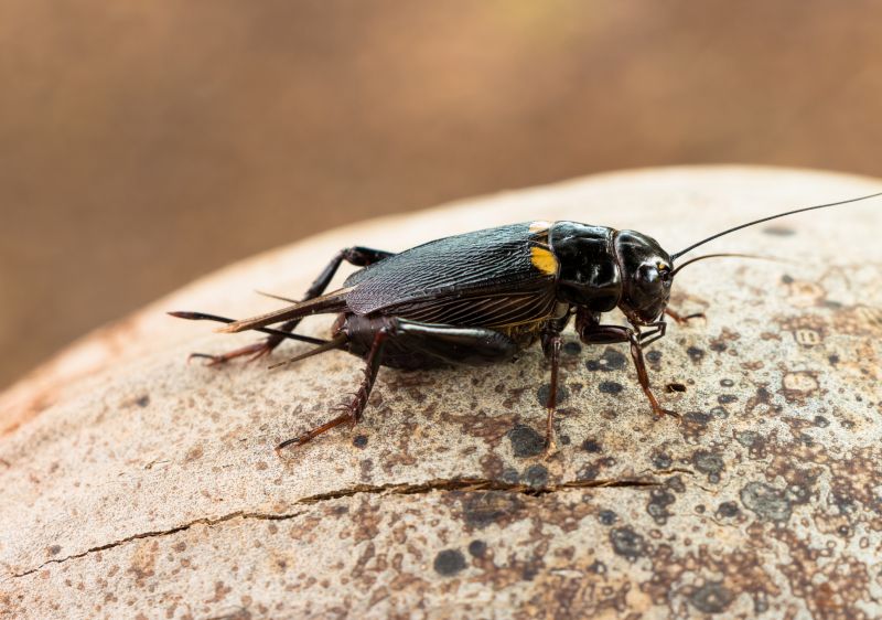 Cricket Control Service