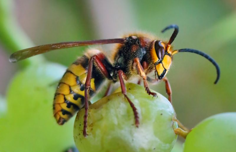 European Hornet Extermination