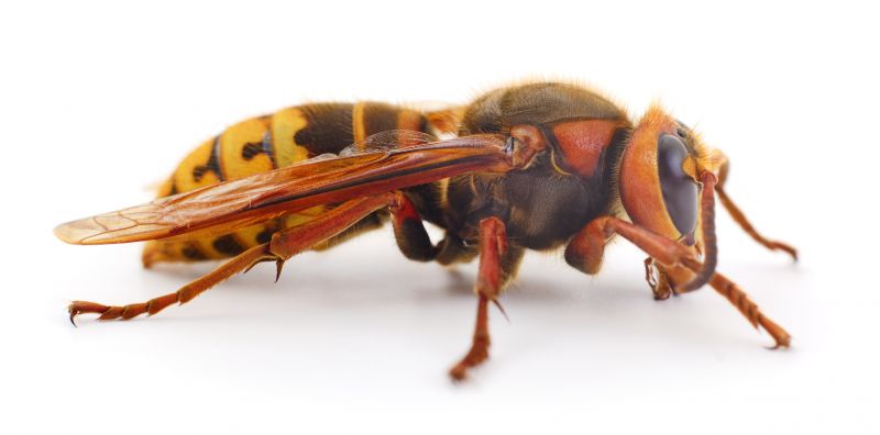 European Hornet Removal