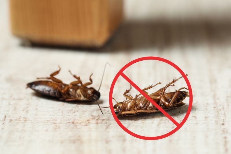 Cockroach Control