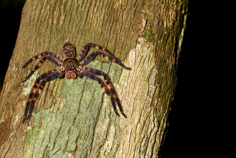 Spider Extermination Service