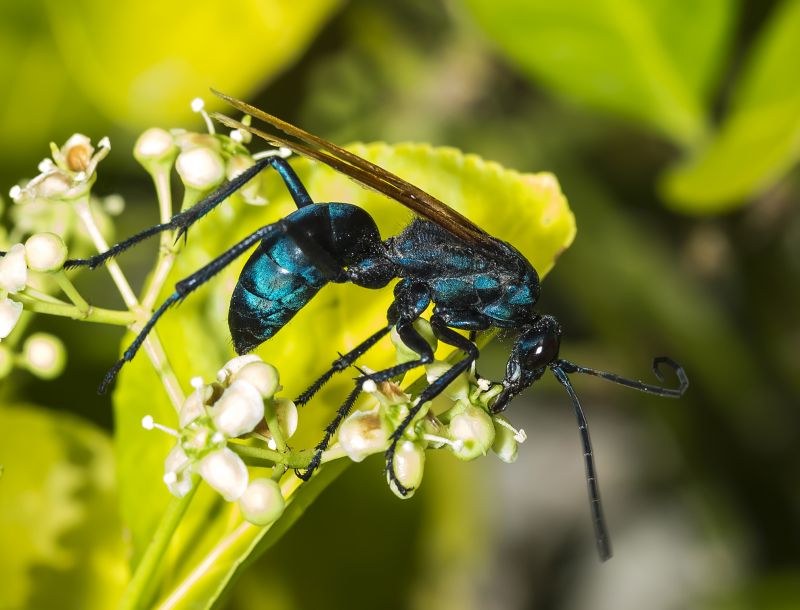 Tarantula Hawk Removal