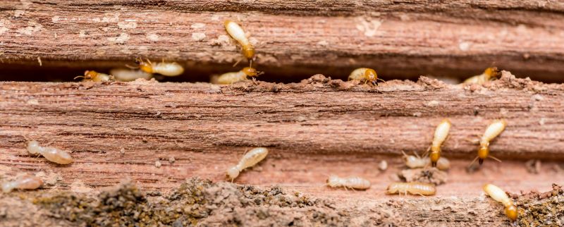 Termite Service