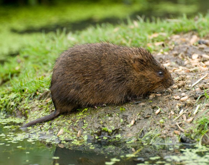 Vole Control Service
