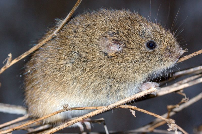 Vole Control Service
