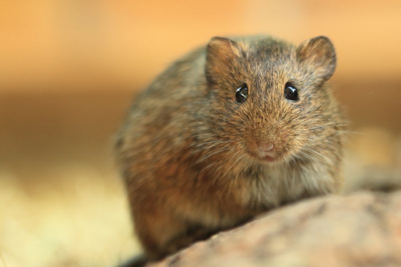 Voles Extermination