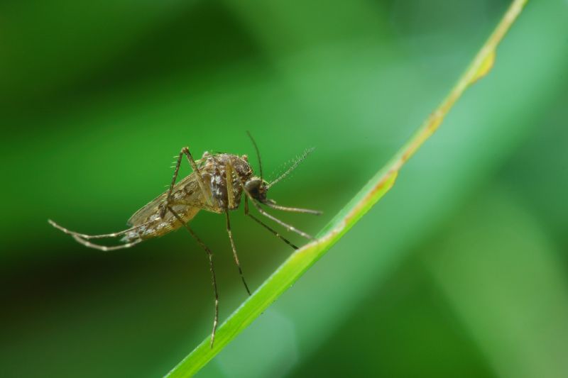Why Spring Fly And Mosquito Pest Control Matters
