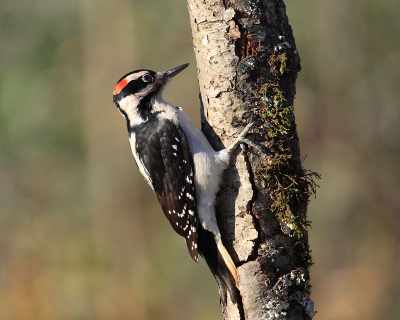 Woodpecker Removal Service